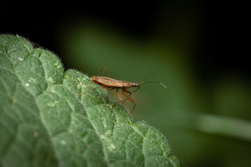 A small bug nabis ferus sits on a green leaf