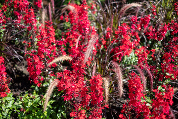 Vibrant red flowers bloom in a lush garden setting surrounded by green foliage during a sunny day in spring