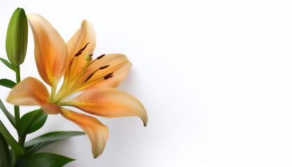 Fototapeta premium Lily with leaves pattern on side position provides copy space for text. background concept isolated white