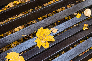 Empty bench in the park in golden autumn. Selective focus.