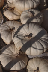 pumpkins
