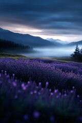 Obraz premium Lavender field glows beneath misty mountains, symbolizing serenity, peace, and nature.