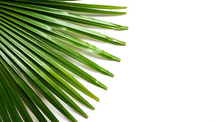 Fototapeta premium Palm Leaves pattern on side position provides copy space for text. background concept isolated white