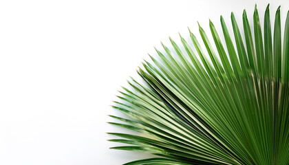 Obraz premium Palm Leaves pattern on side position provides copy space for text. background concept isolated white