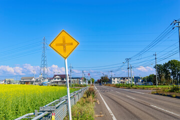 道路脇の菜の花畑