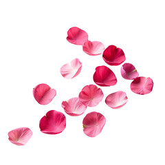 petals png, petals falling, pink petals isolated on white transparent background