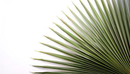 Obraz premium Palm Leaves pattern on side position provides copy space for text. background concept isolated white