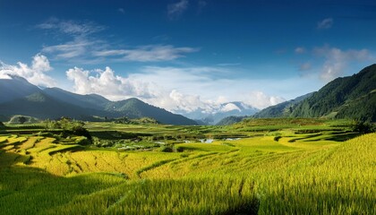 Obraz premium landscape in the countryside with rice fields