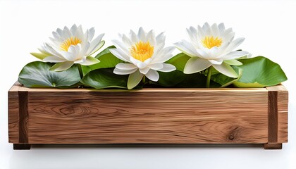Obraz premium white water lily flowers in wooden planter isolated on white background