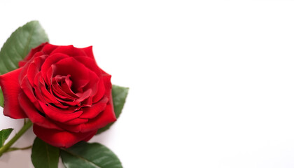 Fototapeta premium red rose with leaves pattern on side position provides copy space for text. background concept isolated white