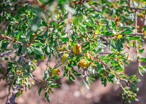 Argan tree close-up capture: foliage with mature fruits. Photo taken in Morocco.