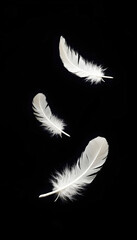 Obraz premium Three delicate white feathers float gracefully, isolated against a soft background, showcasing their intricate textures and lightness, embodying a sense of tranquility and elegance.
