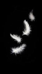 Obraz premium Three delicate white feathers float gracefully, isolated against a soft background, showcasing their intricate textures and lightness, embodying a sense of tranquility and elegance.