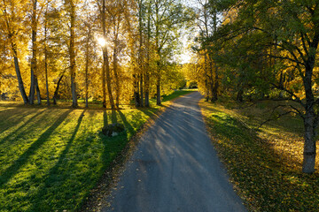 Obraz premium road in autumn forest