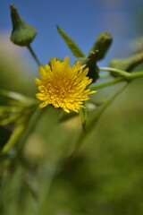 Taraxacum officinalis, dandelion flower