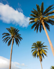 Dancing Palms Beneath the Cloud-Kissed Sky, generative ai