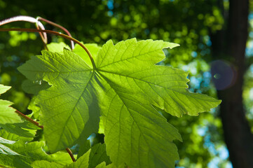 A green maple leaf in the sunshine
