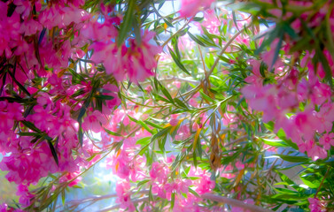 Pink Oleander