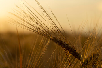 the yellow sun at sunset in a field with a harvest of rye cereals