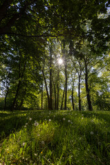 Fototapeta premium trees in spring with green grass and white fluffy dandelions