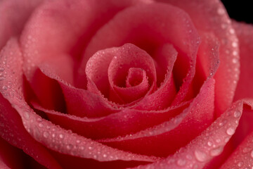 bouquet of roses of different colors close-up