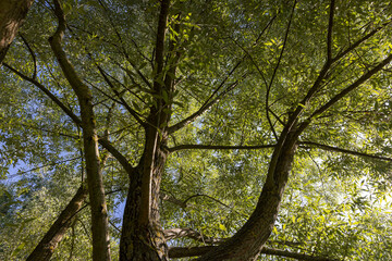 the beautiful foliage of the silver willow in sunny weather