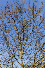 sunny weather in an orchard with walnuts