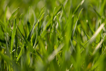 winter frost-resistant wheat is green in early spring