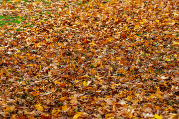 Colorful Autumn Leaves on the Ground