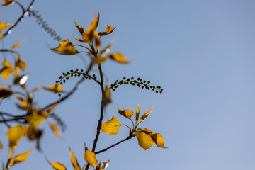 beautiful foliage of trees in spring against a blue sky background