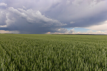 a field with unripe wheat before a thunderstorm