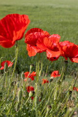 a large number of red poppies in the green grass