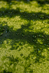 details of a multicolored watermelon peel covered with drops of water
