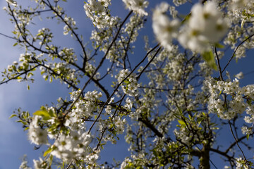 sunny weather in an orchard with cherries
