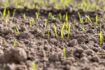 green sprouts of frost-resistant wheat, close-up