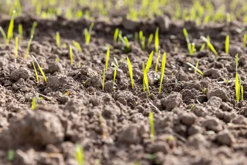 Keuken achterwand Gras green sprouts of frost-resistant wheat, close-up  © rsooll