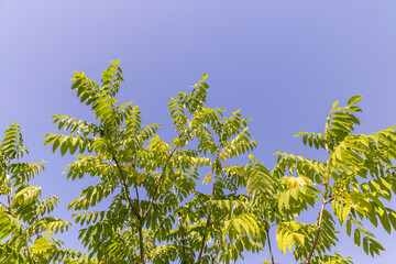 the walnut tree in the summer in sunny weather