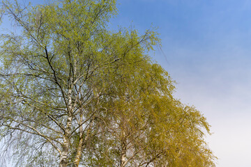 new green birch foliage in spring against a gray sky