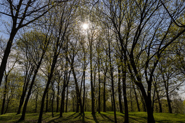 deciduous trees in the park in spring in sunny weather