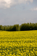 Obraz premium a monocultural field with rapeseed that begins to bloom