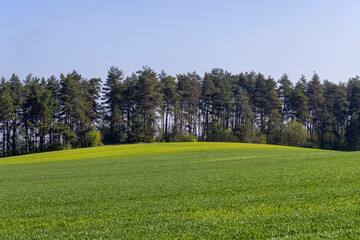 a large amount of green wheat that grows actively in spring