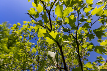 leaves of the sycamore tree in spring with a blue sky