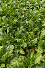 Fototapeta premium agricultural field with green beets