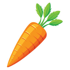 Carrot vector illustration on a white background