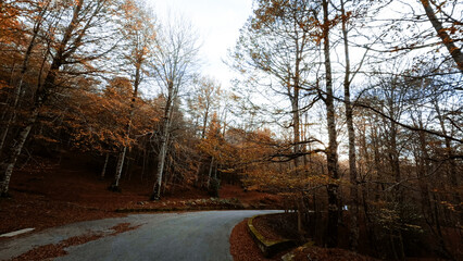 Following The Sun And The Path Of The Forest