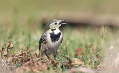 White Wagtail, Motacilla alba, birds of Montenegro