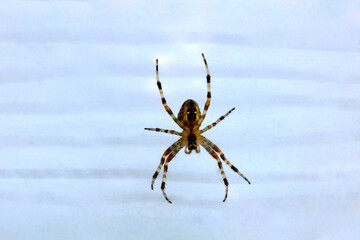 Orbweaver Spider 02