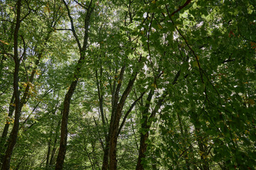 Sunlit Forest Retreat Tranquil Woodland Oasis with Lush Green Trees and Vibrant Sun Rays Filtered Through Canopy