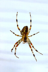 Orbweaver Spider 06