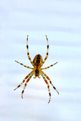 Orbweaver Spider 07